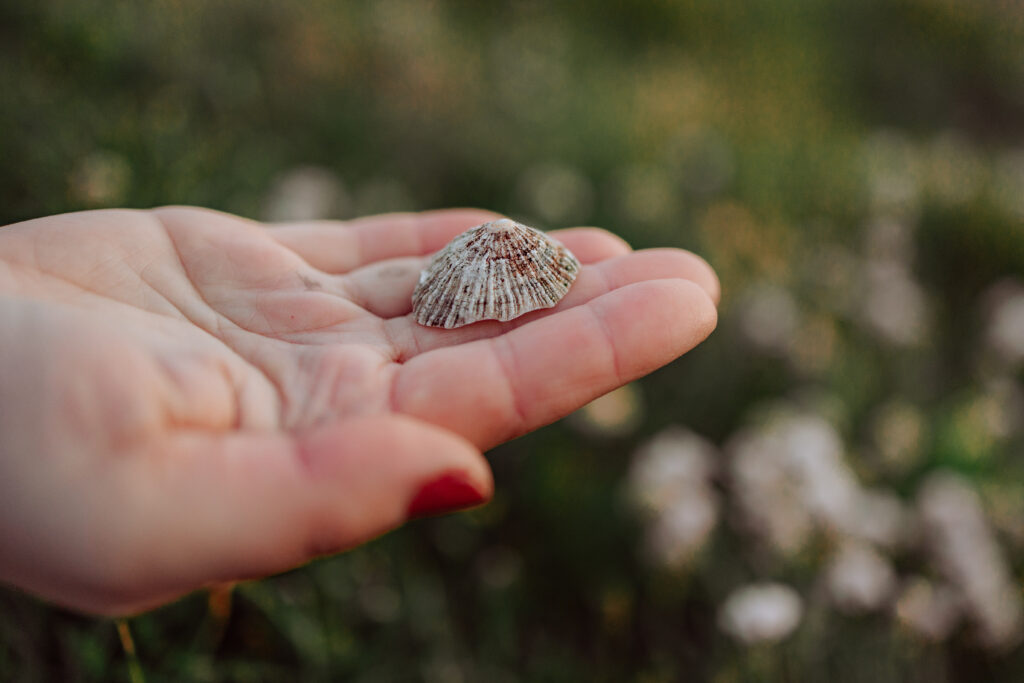 coquillage plage photo